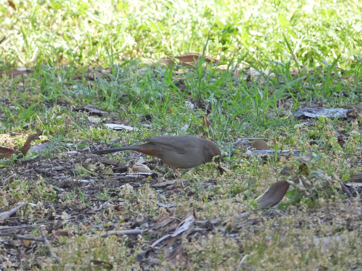 California Towhee - ML211068611