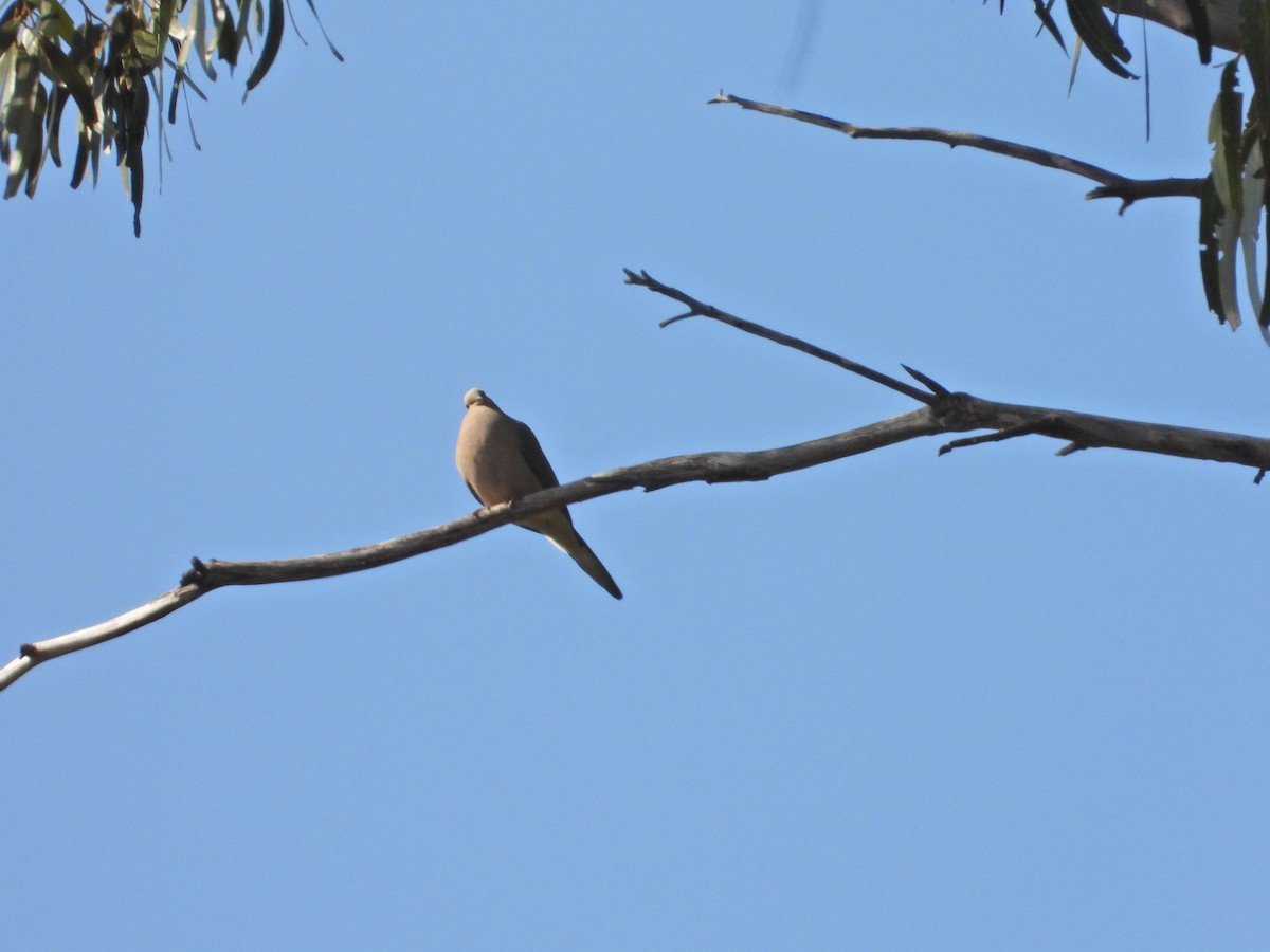 Mourning Dove - ML211069121