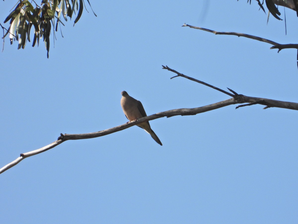 Mourning Dove - ML211069131