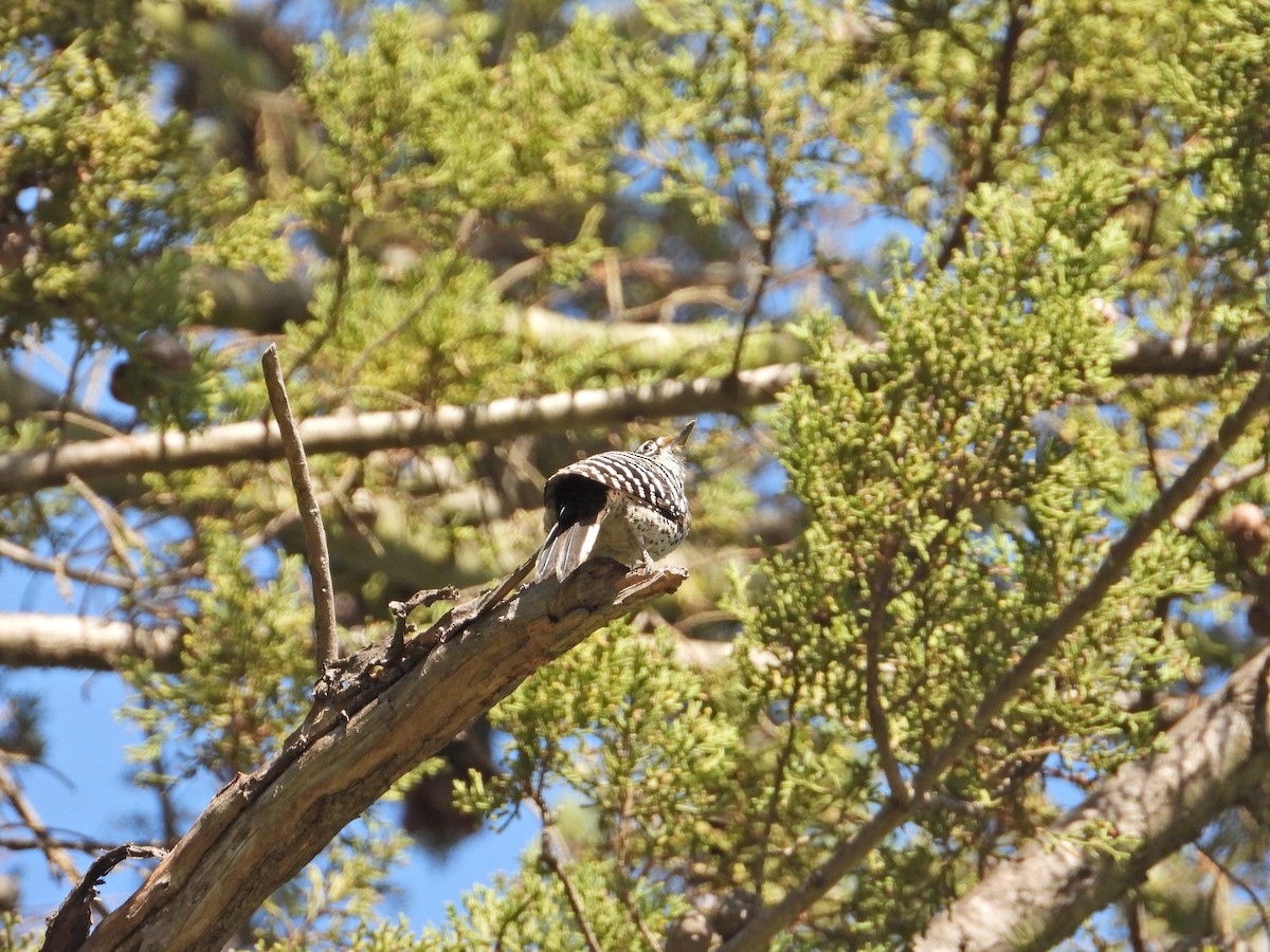 Nuttall's Woodpecker - ML211069441