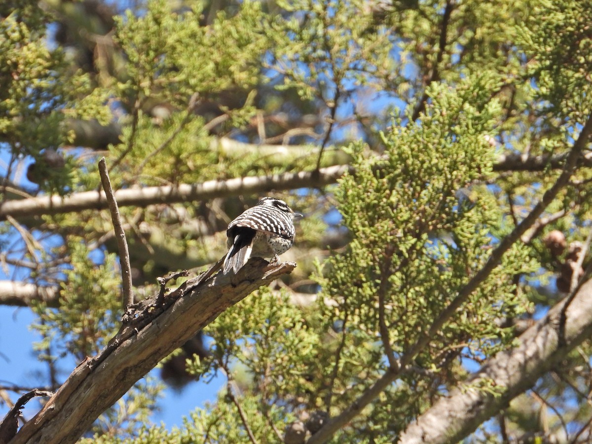 Nuttall's Woodpecker - ML211069451