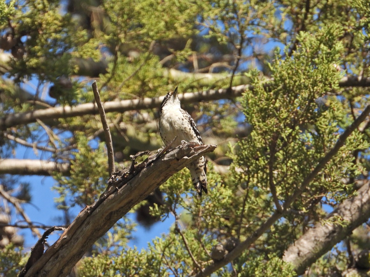 Nuttall's Woodpecker - ML211069461