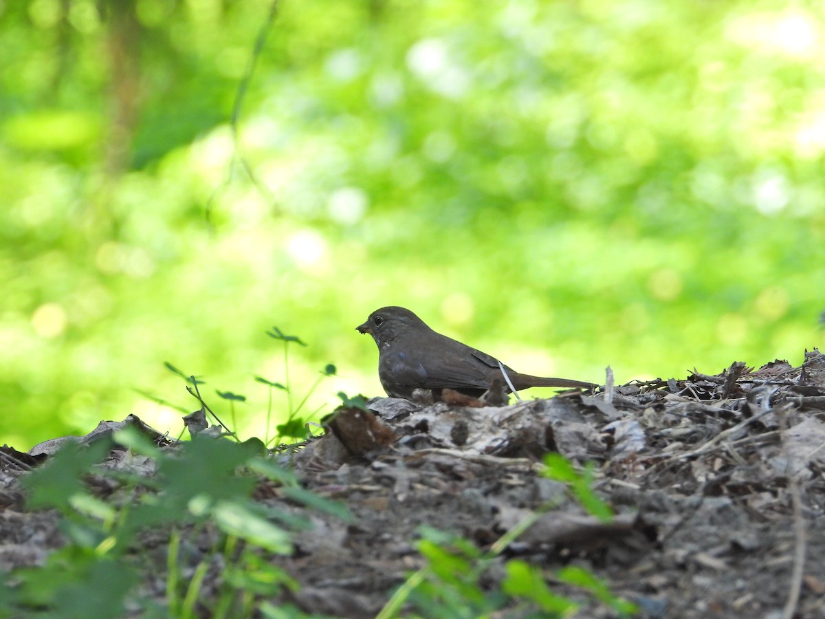 Fox Sparrow - ML211069531