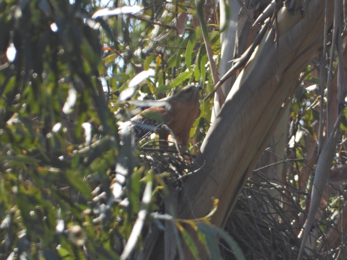 Red-shouldered Hawk - ML211069771