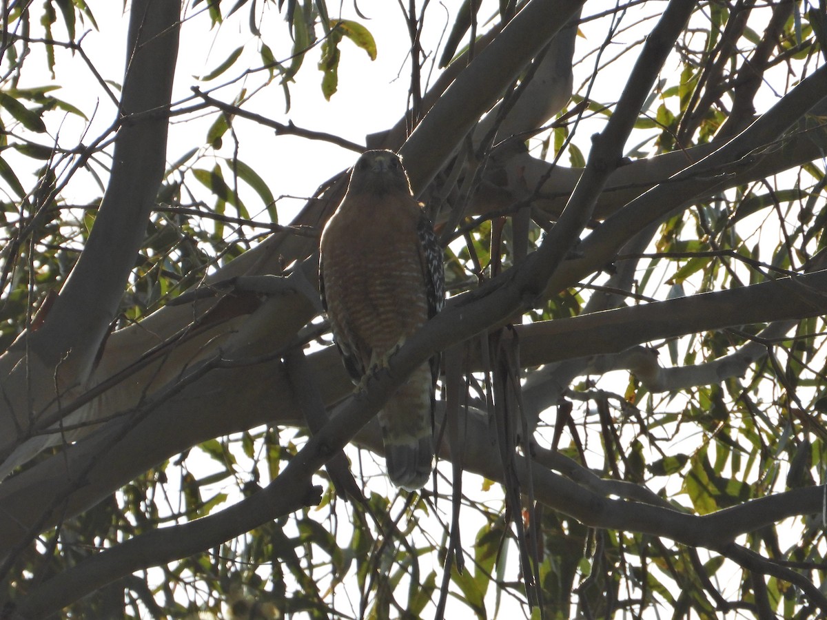 Red-shouldered Hawk - ML211069951