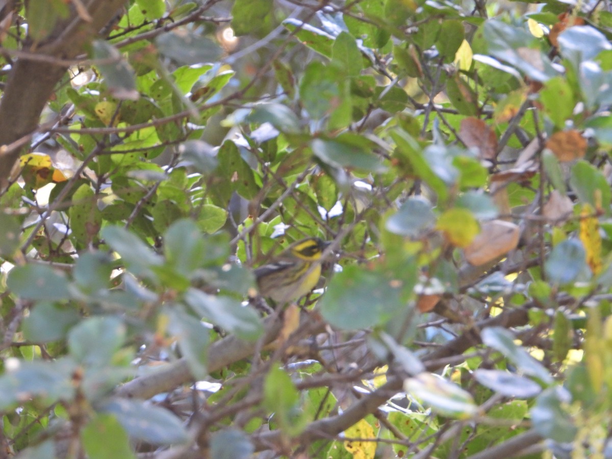 Townsend's Warbler - ML211070191