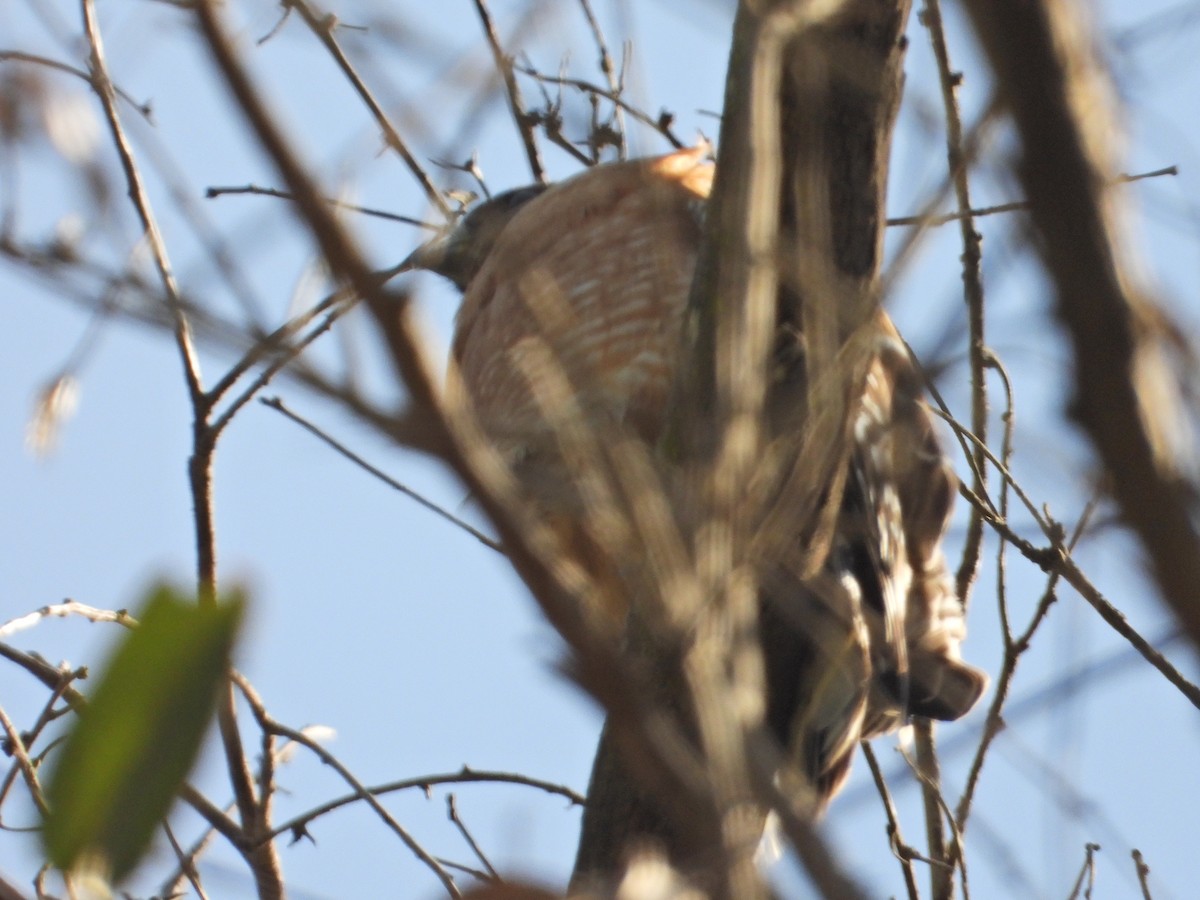 Red-shouldered Hawk - ML211070331