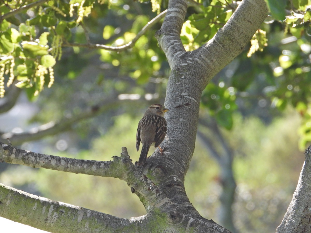 White-crowned Sparrow - ML211070731