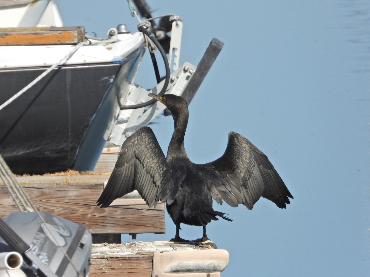 Cormoran à aigrettes - ML211070961