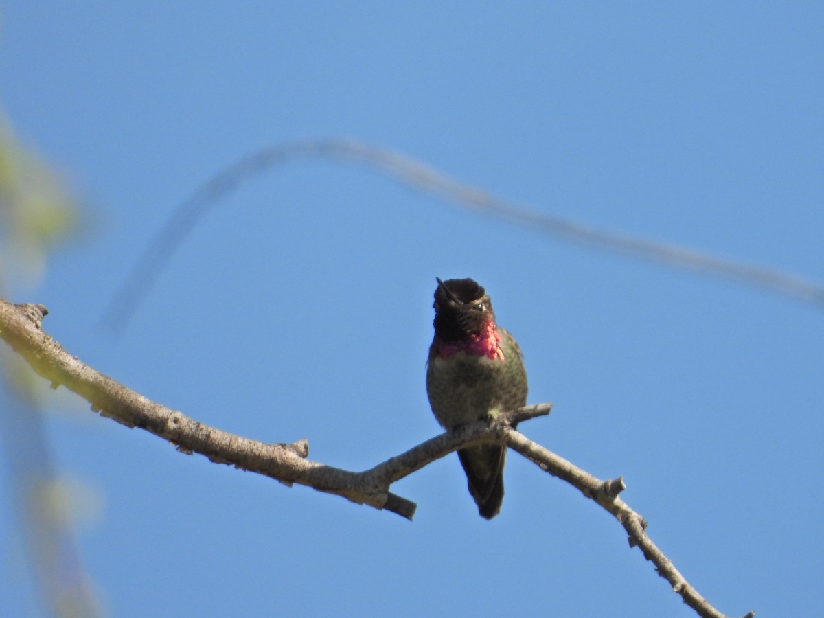 rødmaskekolibri - ML211071181