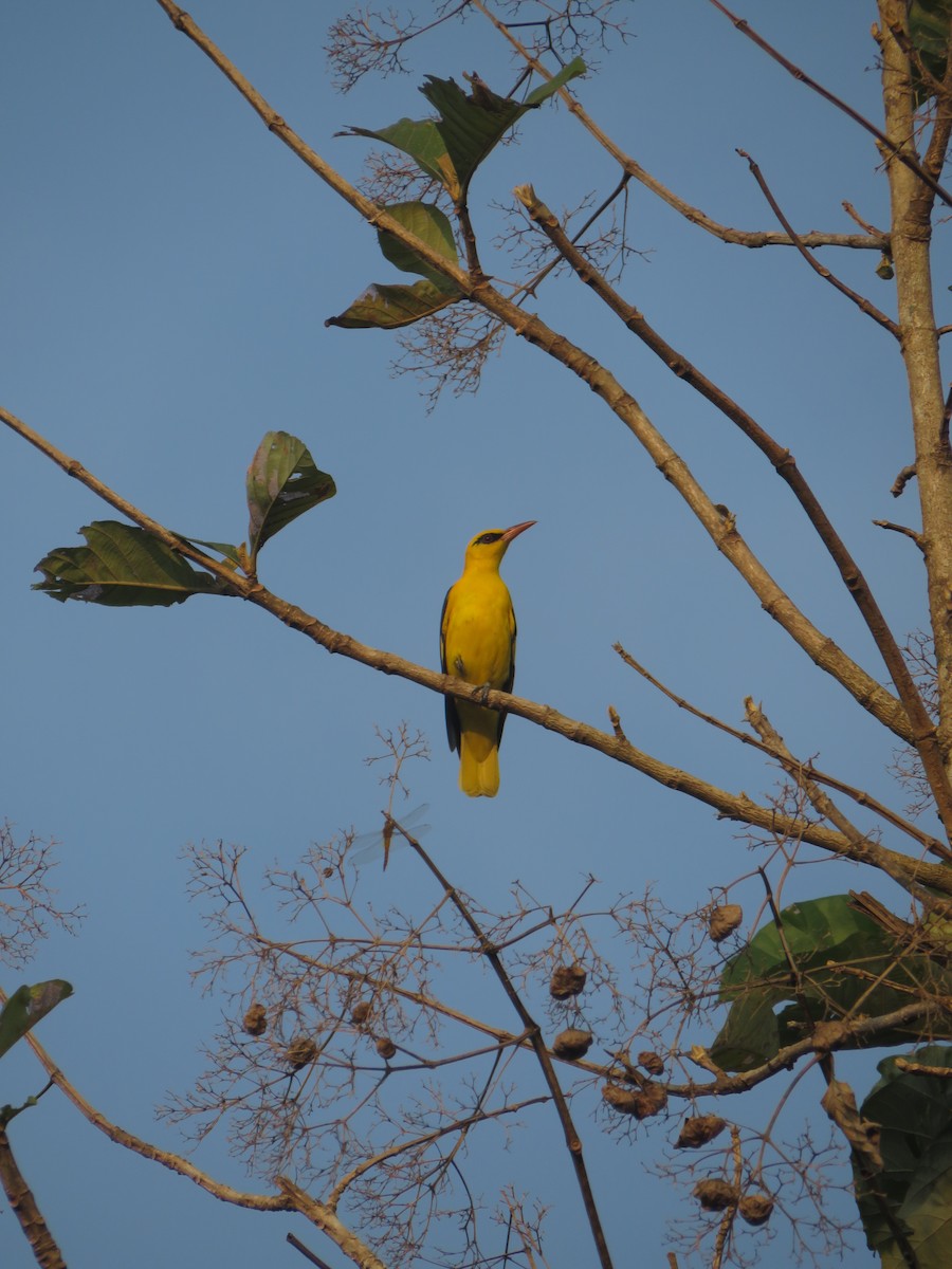 Oropéndola India - ML211072141