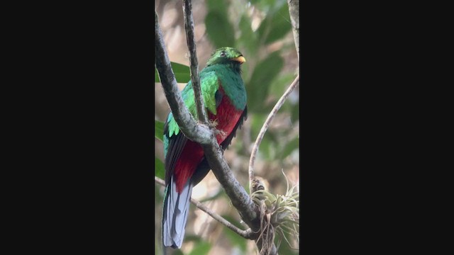 White-tipped Quetzal - ML211072271