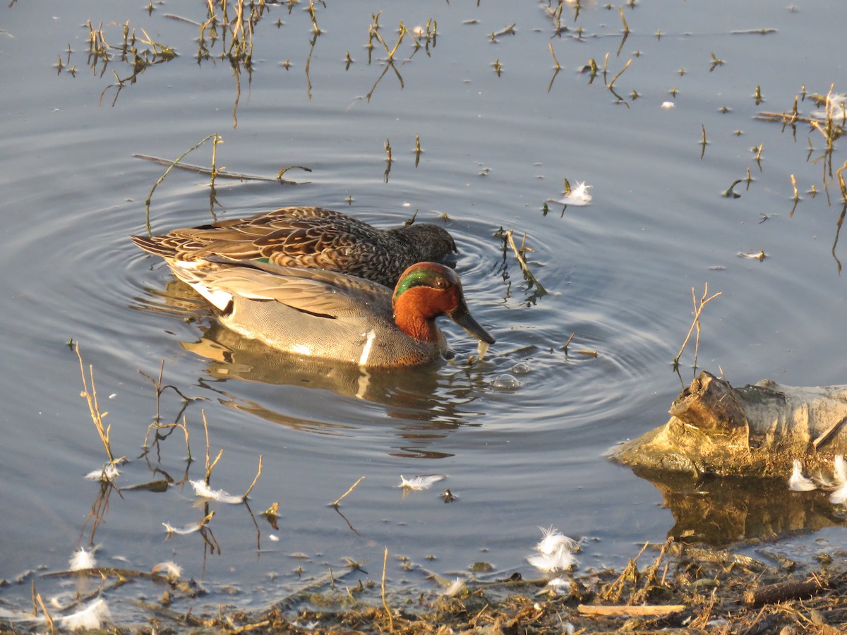 Green-winged Teal - ML211074591