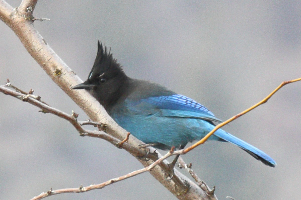 Steller's Jay - ML211075821