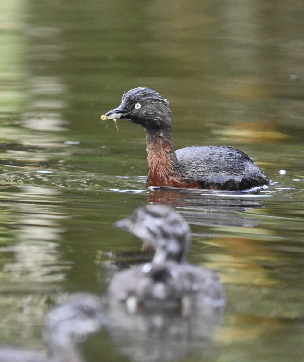 New Zealand Grebe - ML211076811