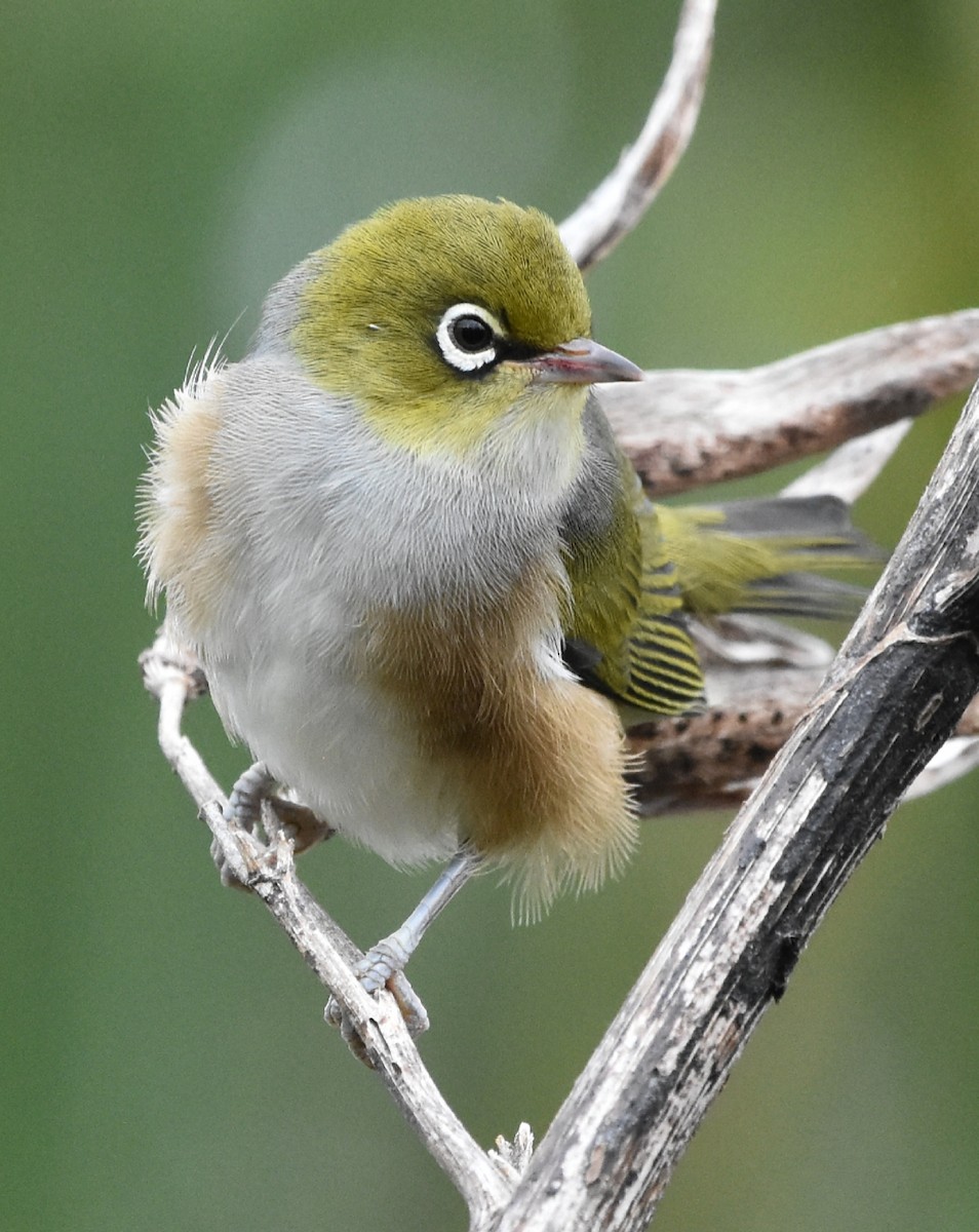 Silvereye - ML211076871