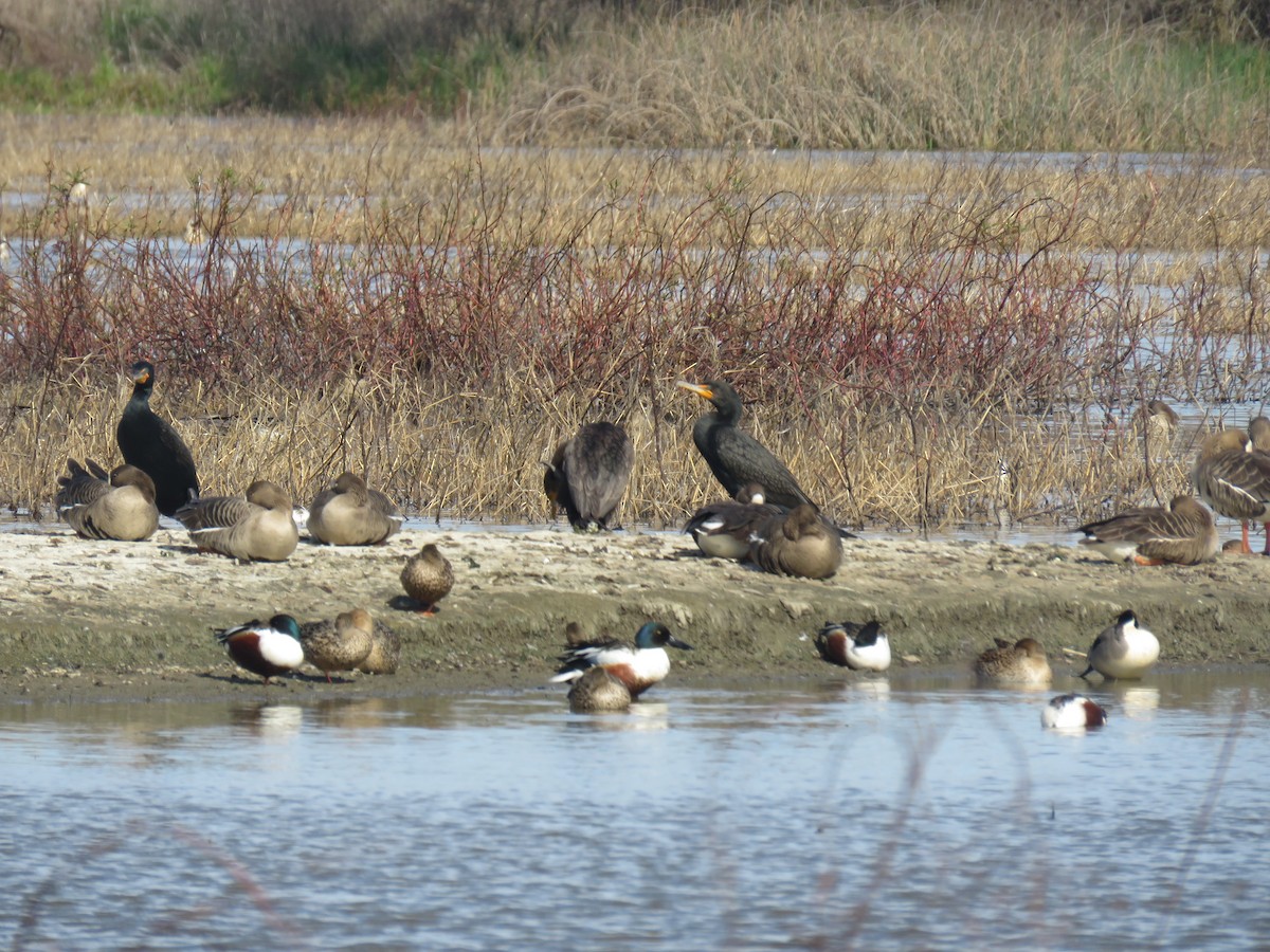 Cormoran à aigrettes - ML211080761