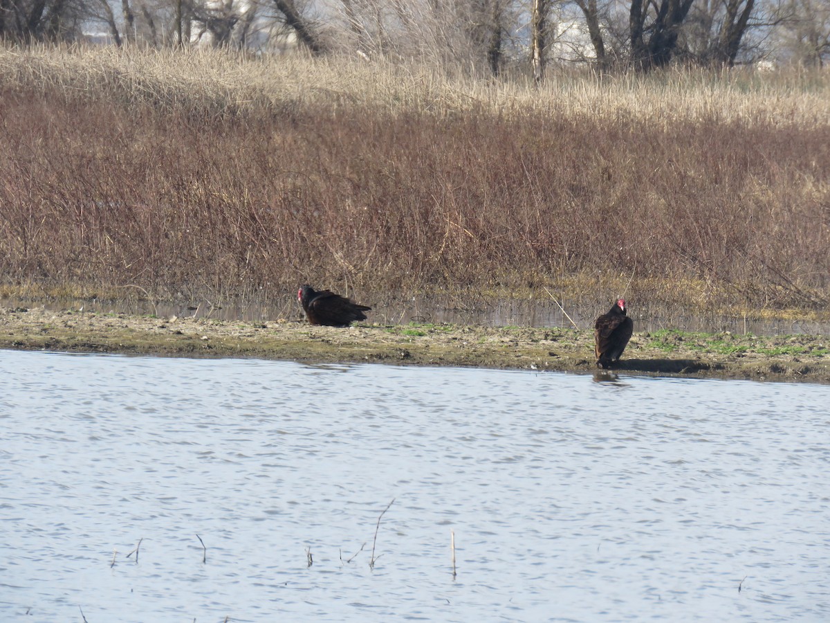 Turkey Vulture - ML211081481