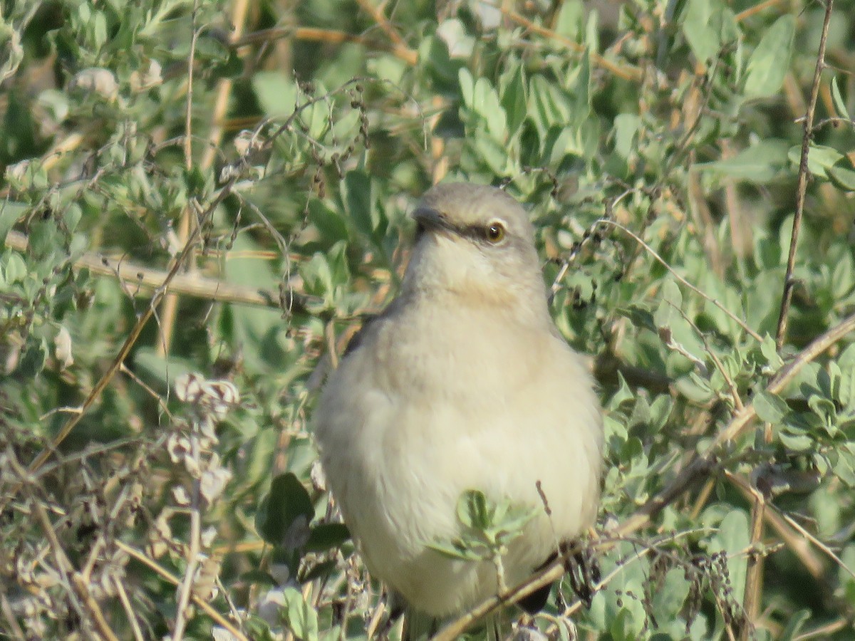 חקיינית צפונית - ML211081781