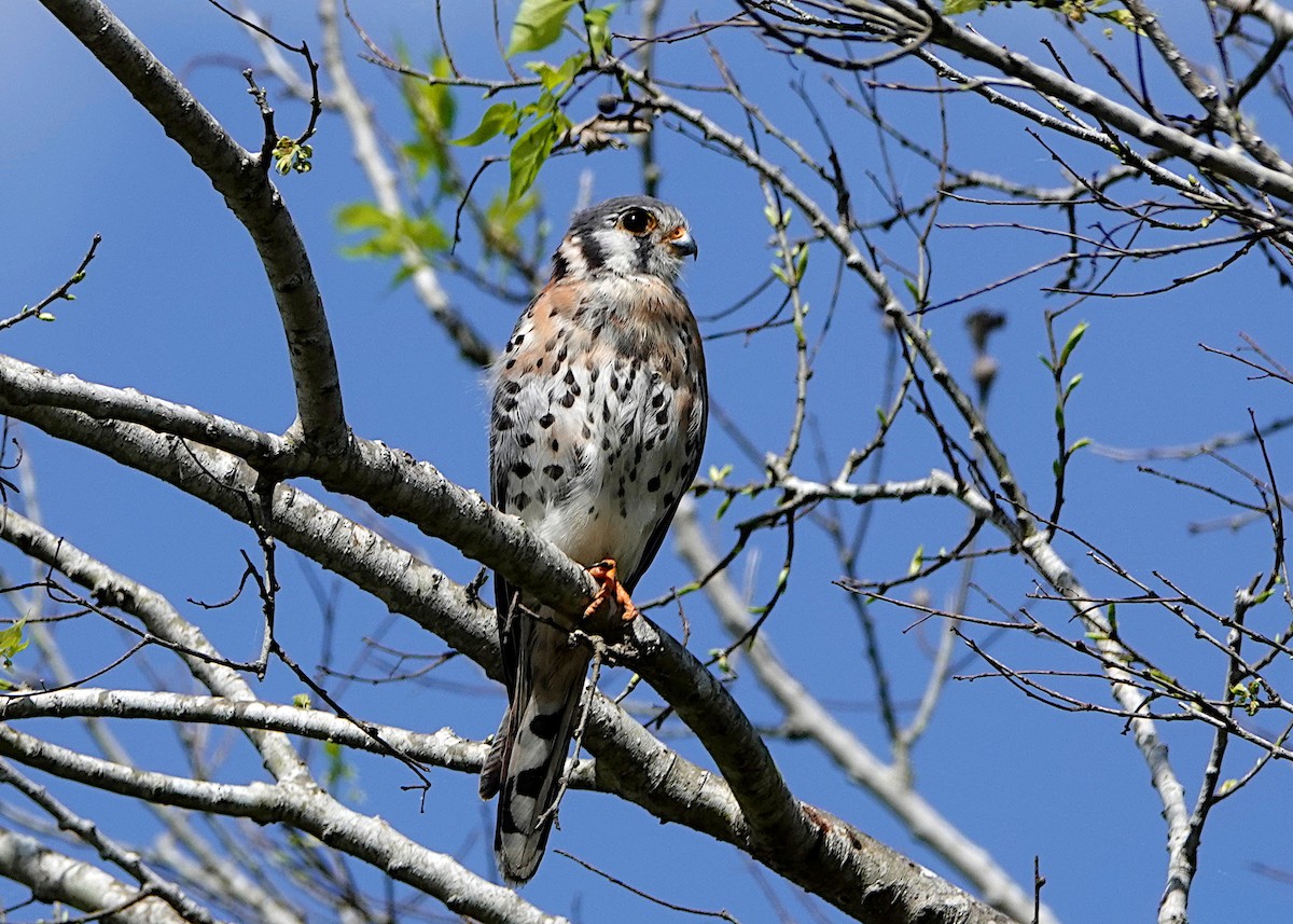 American Kestrel - ML211083111