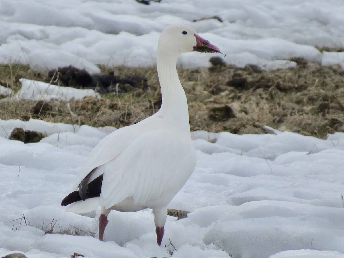 Snow Goose - ML211084651