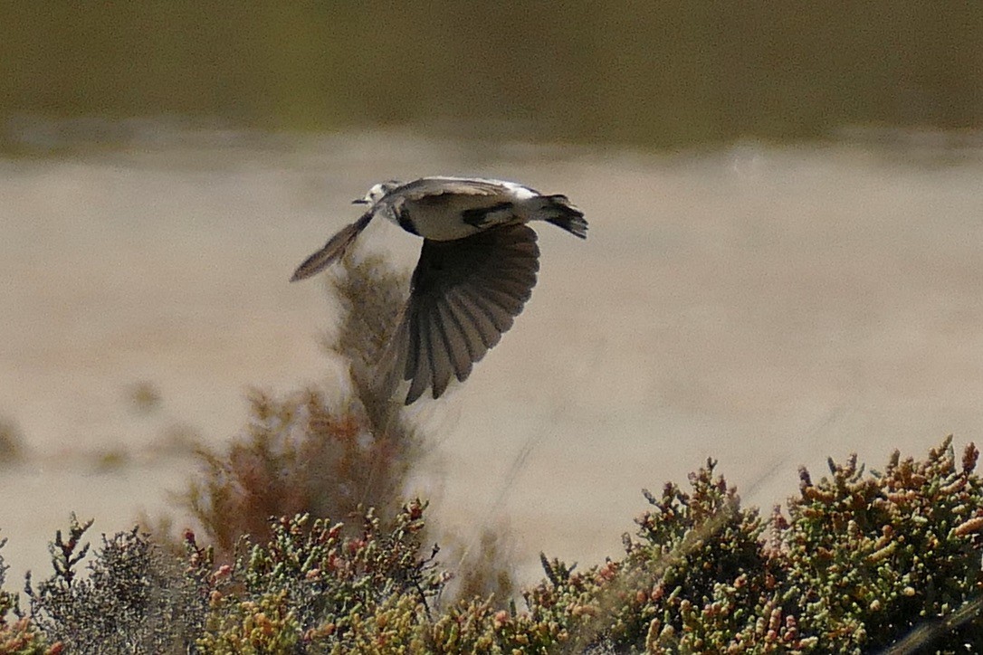 White-fronted Chat - John Beckworth