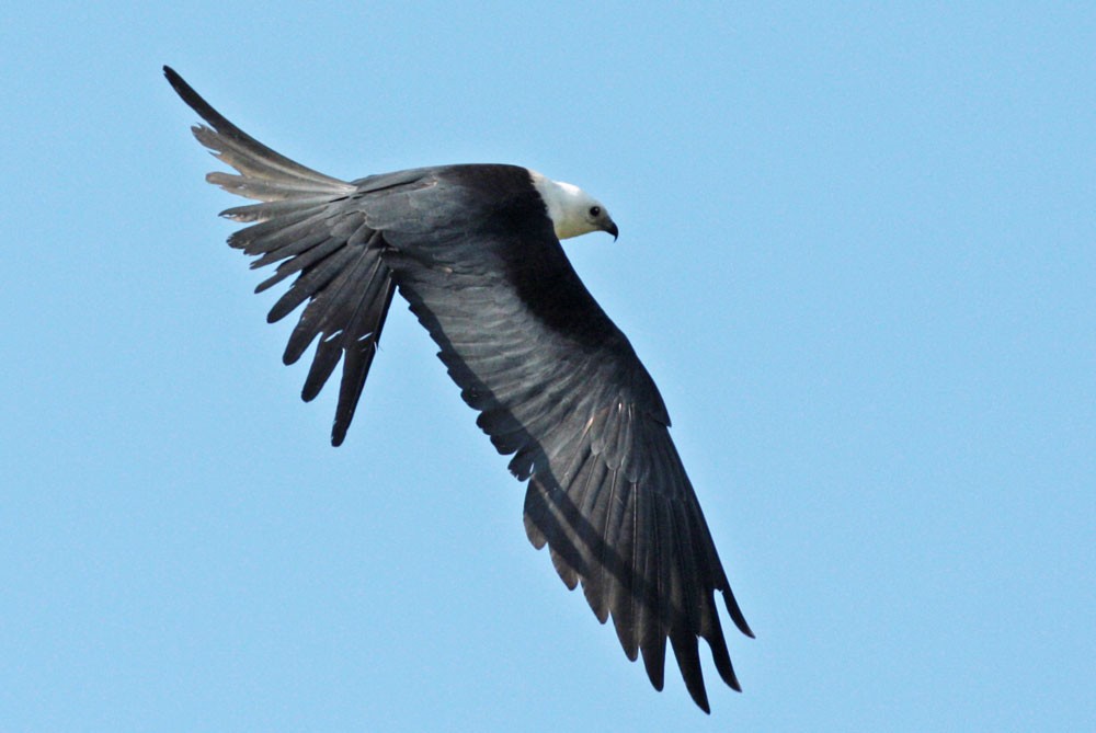 Swallow-tailed Kite - ML211086051
