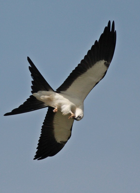 Swallow-tailed Kite - ML211086061