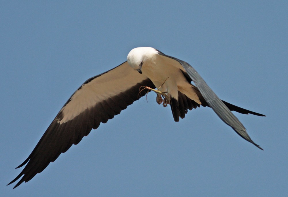 Swallow-tailed Kite - ML211086071