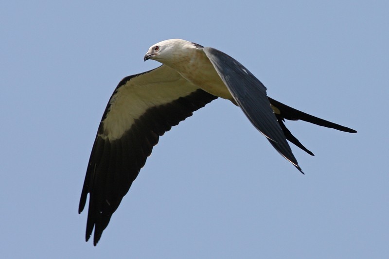 Swallow-tailed Kite - ML211086081