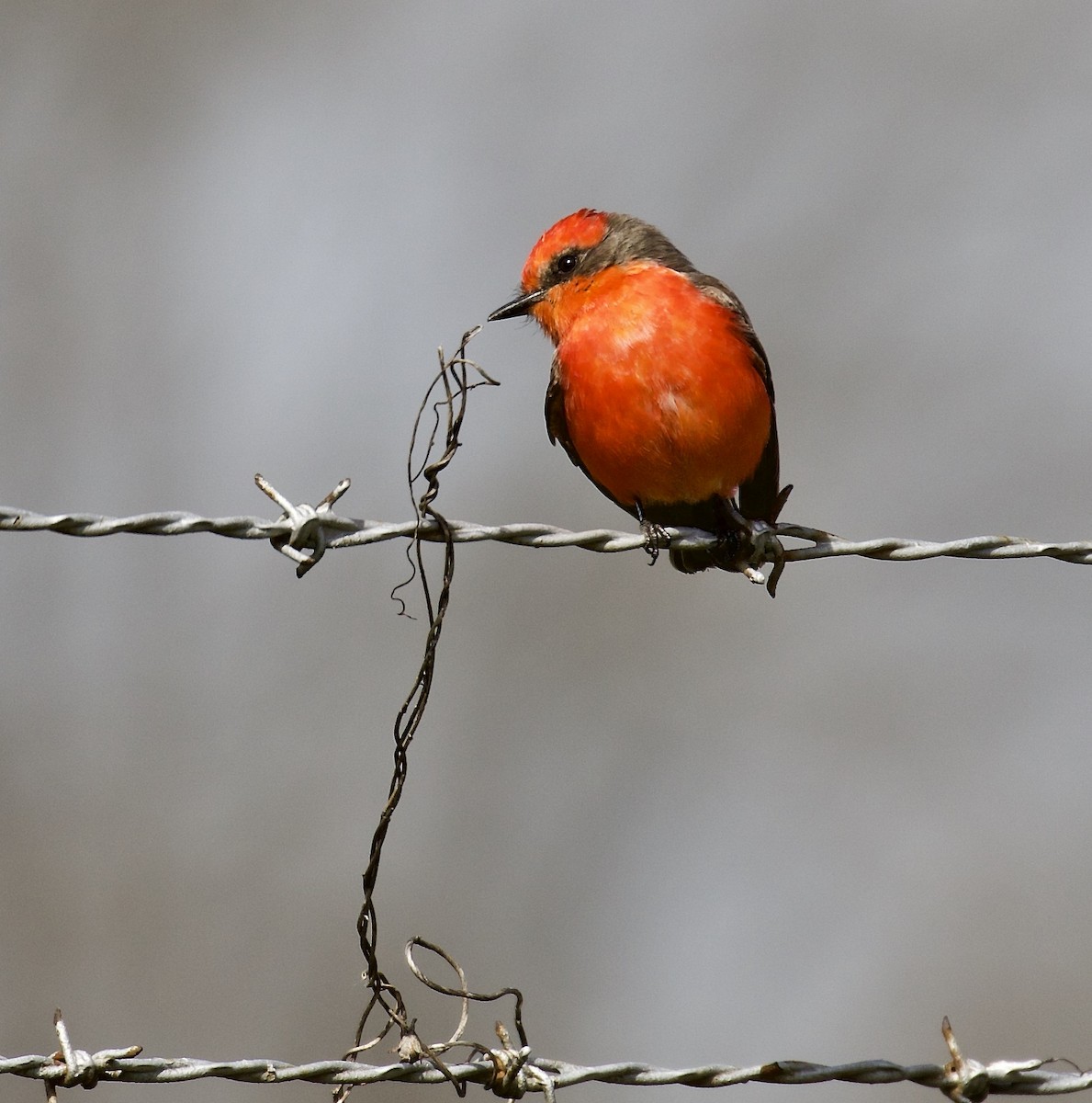 Vermilion Flycatcher - ML211086311