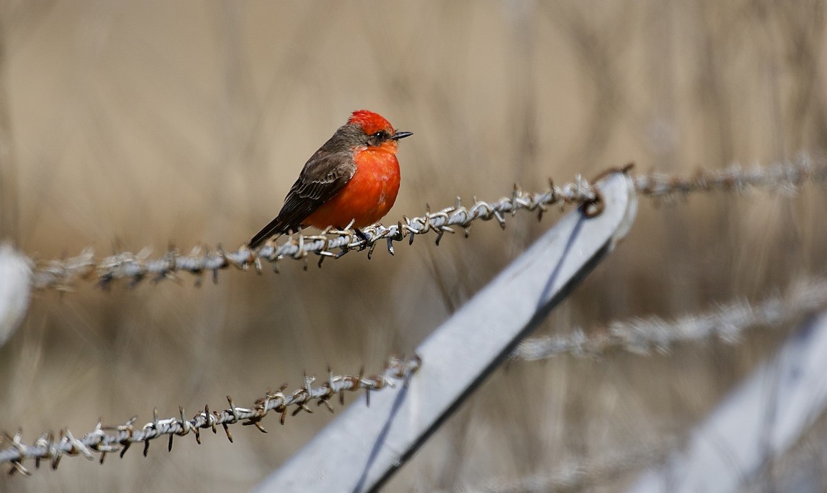 Vermilion Flycatcher - Lance Runion 🦤