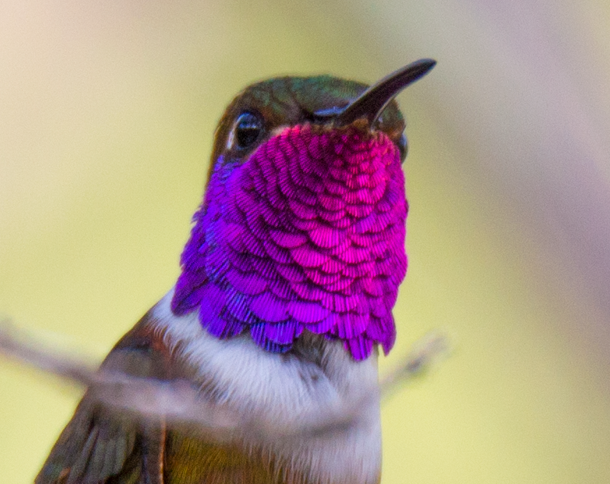 Bahama Woodstar - ML211088241