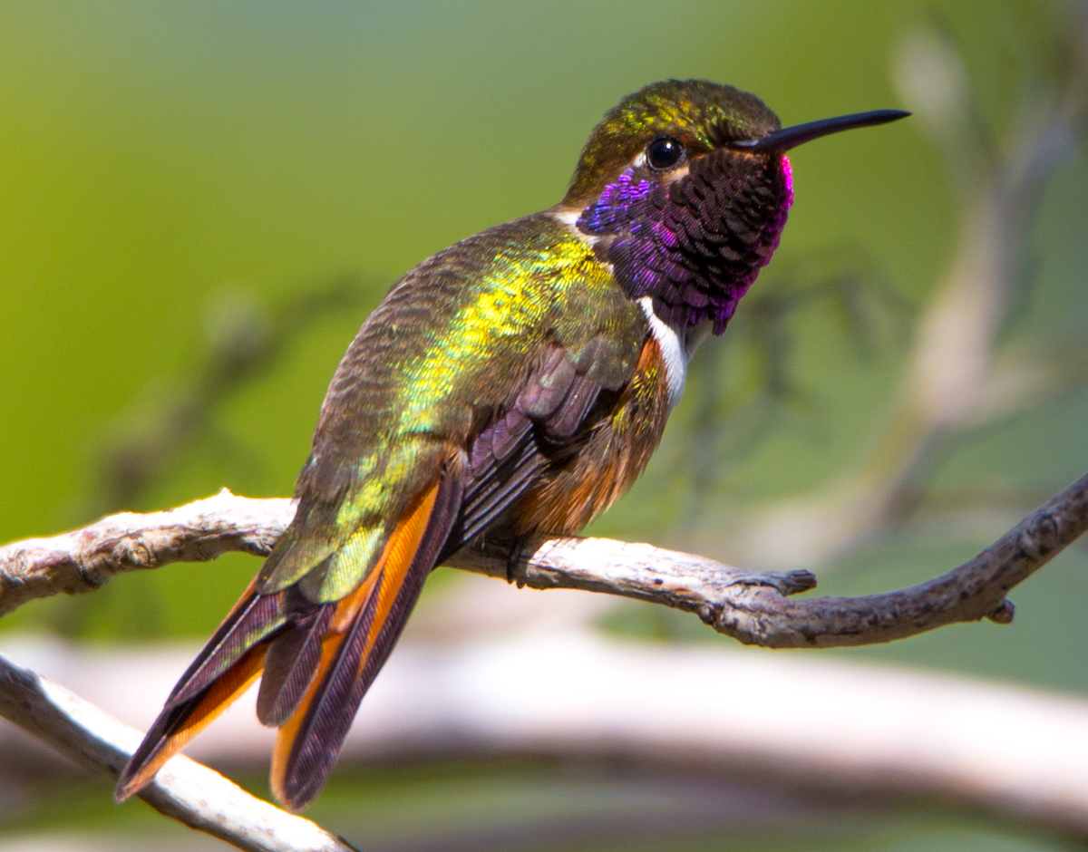 Colibrí de las Bahamas - ML211088261