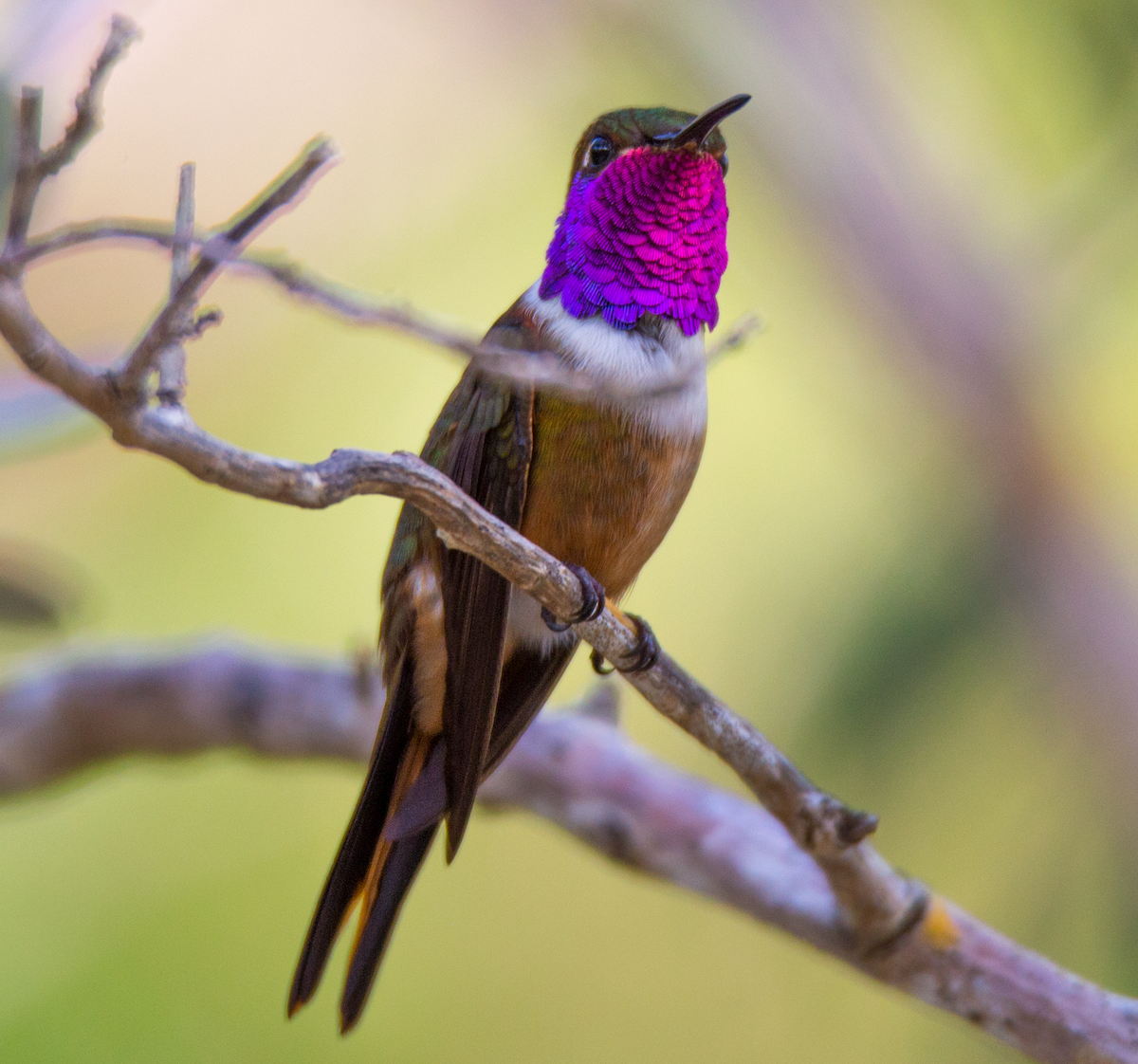 Bahama Woodstar - ML211088271