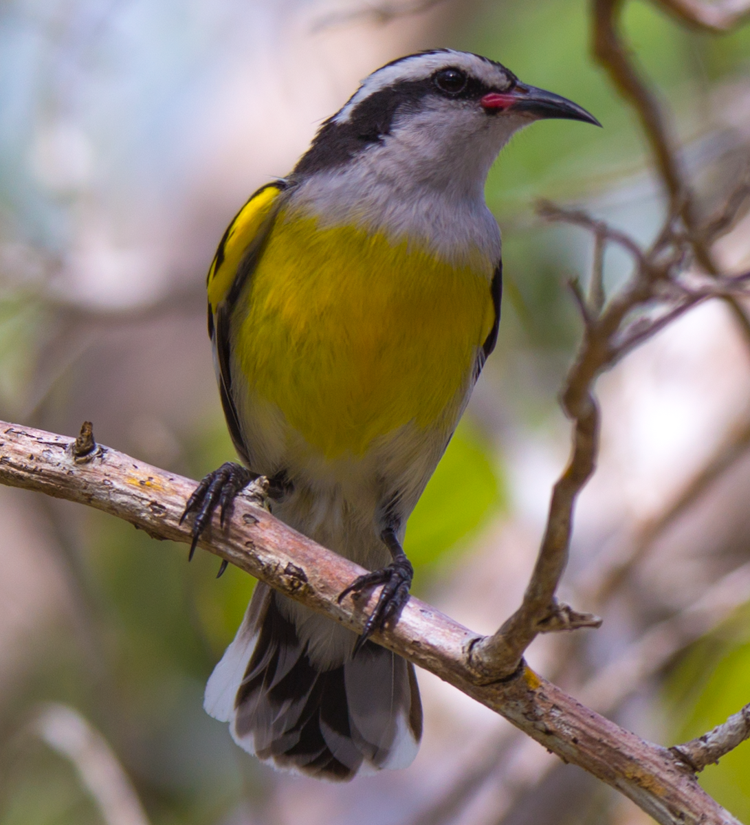 Bananaquit - ML211088291