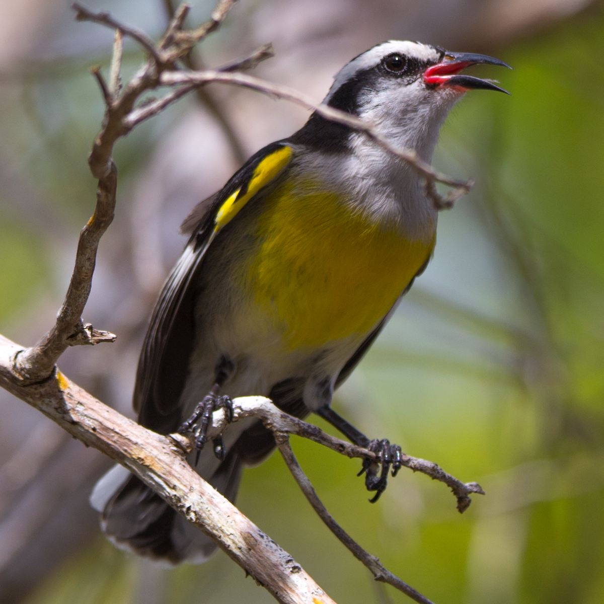 Bananaquit - ML211088321