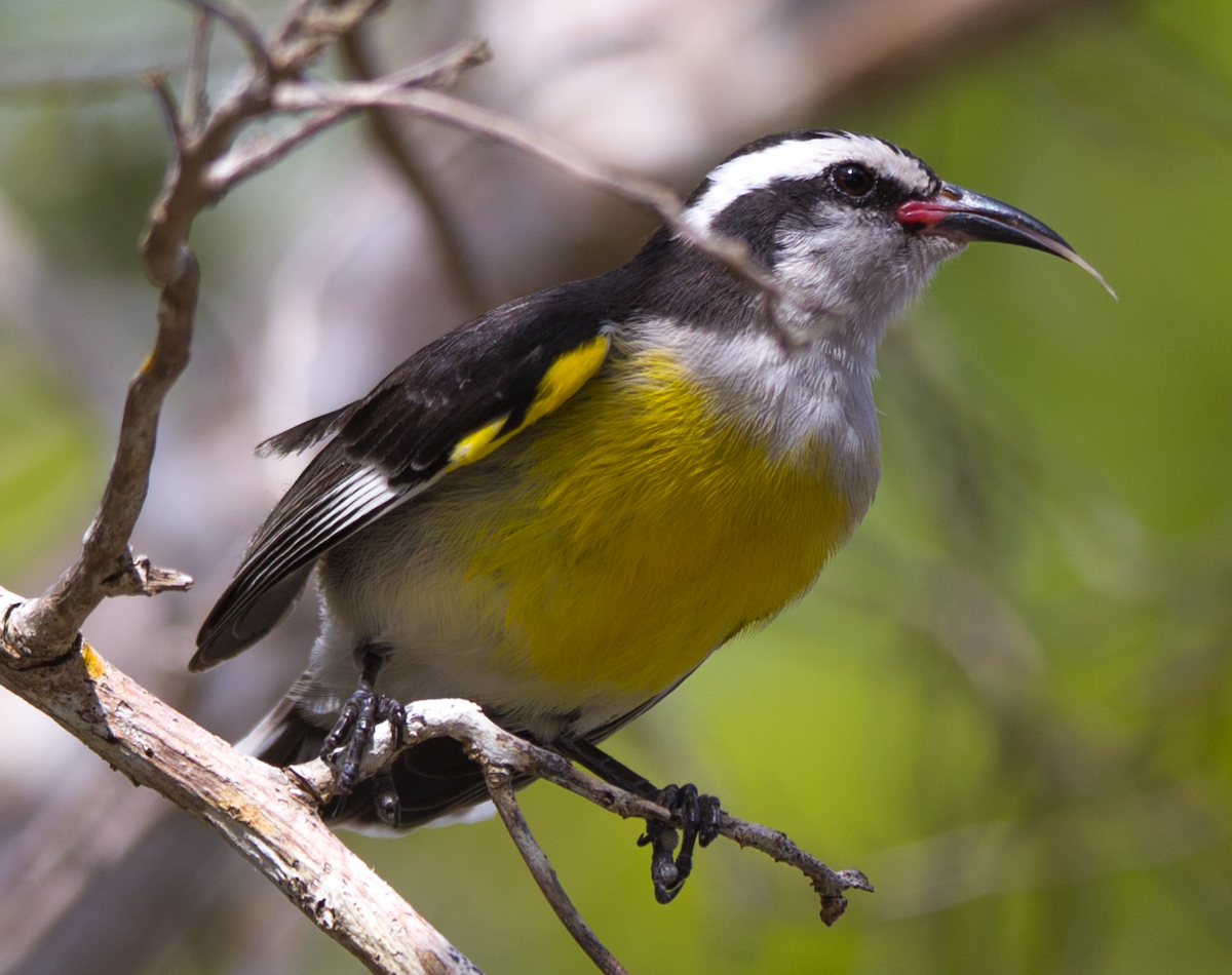 Bananaquit - ML211088331
