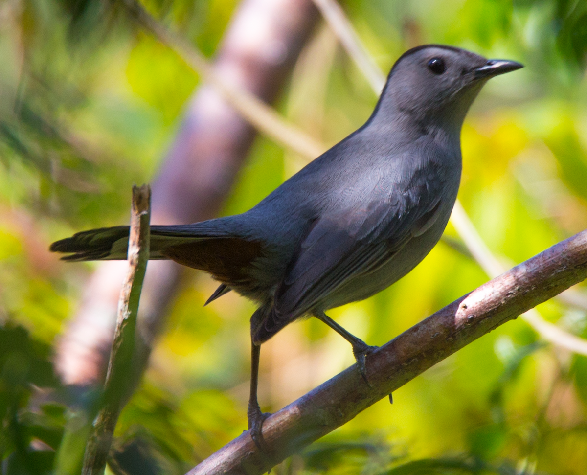 Gray Catbird - ML211088351