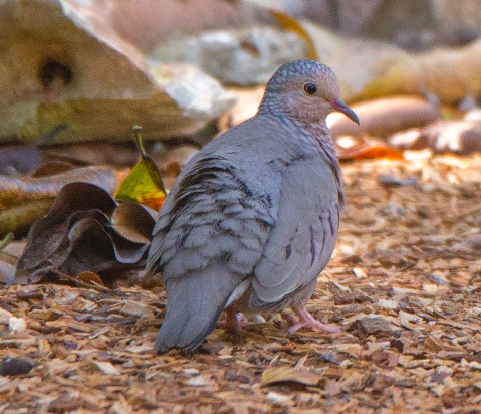 Common Ground Dove - ML211088391