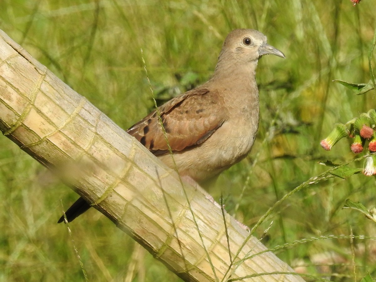 Ruddy Ground Dove - ML211088461