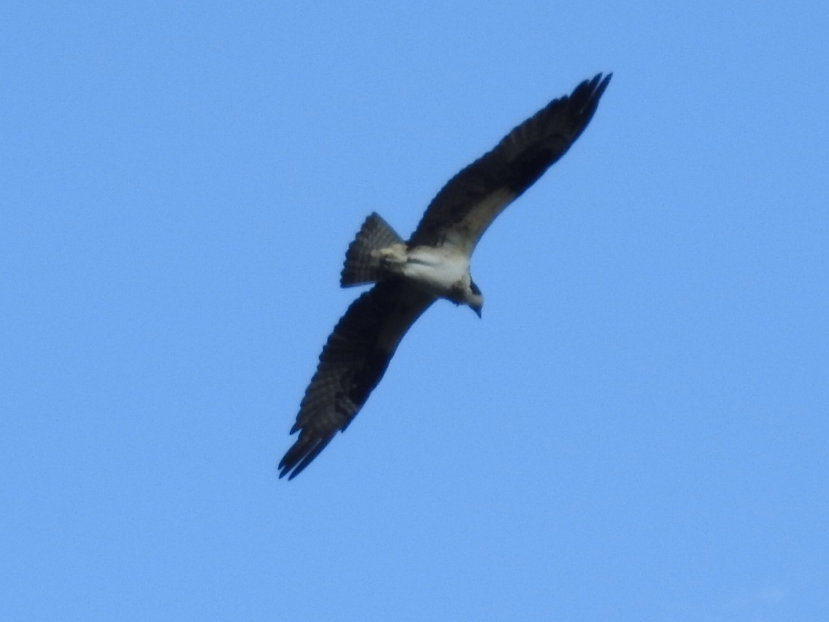 Balbuzard pêcheur - ML211088511