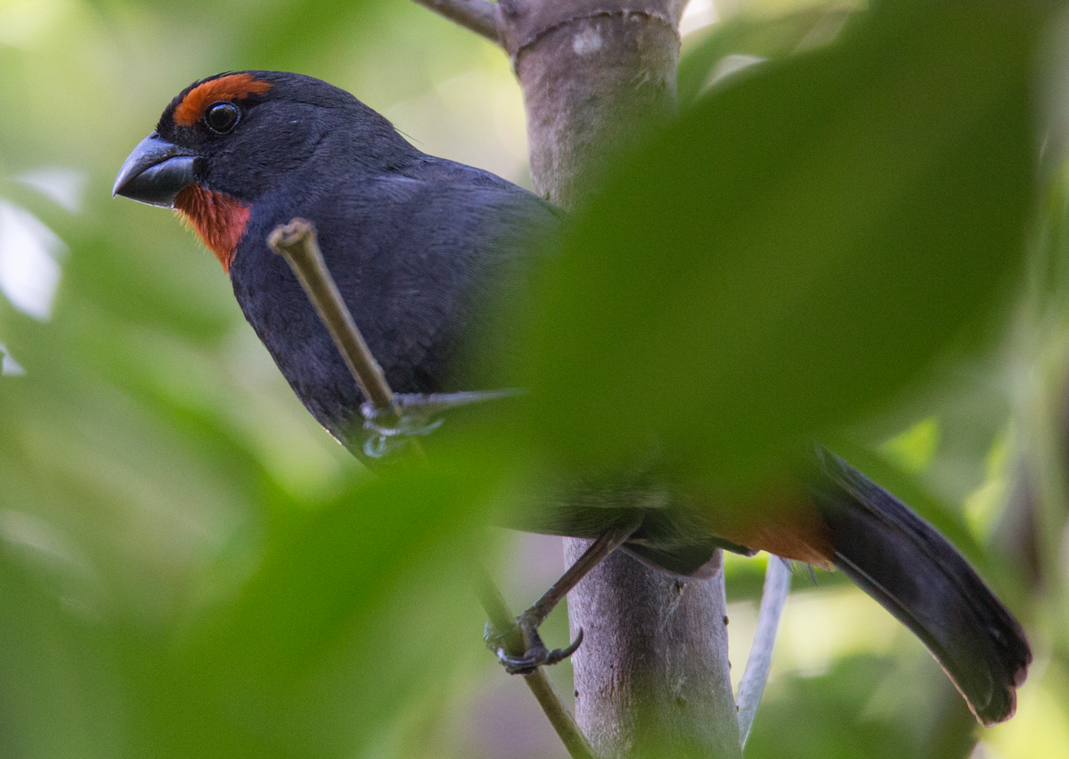 Greater Antillean Bullfinch - ML211088541