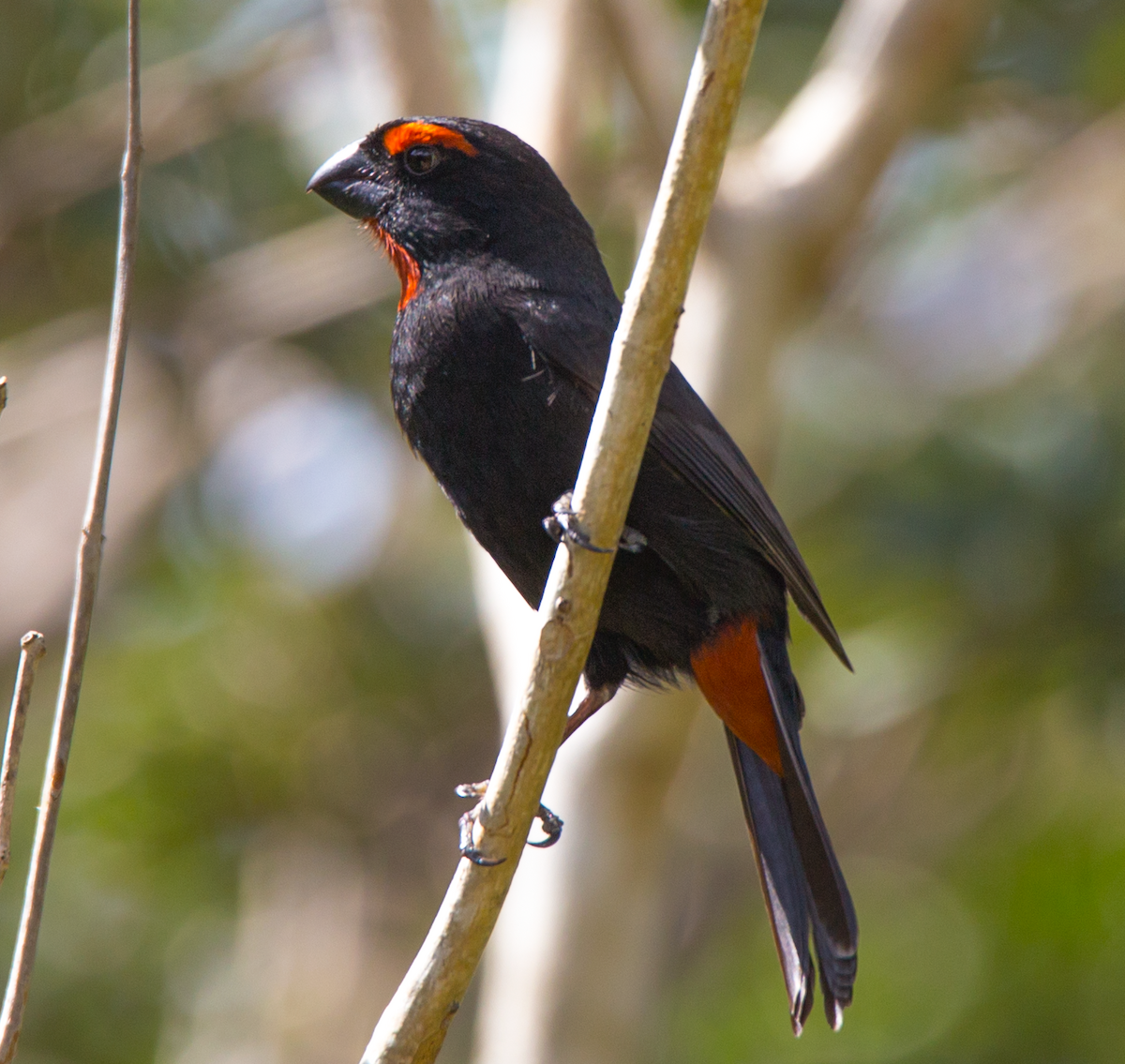 Greater Antillean Bullfinch - ML211088561