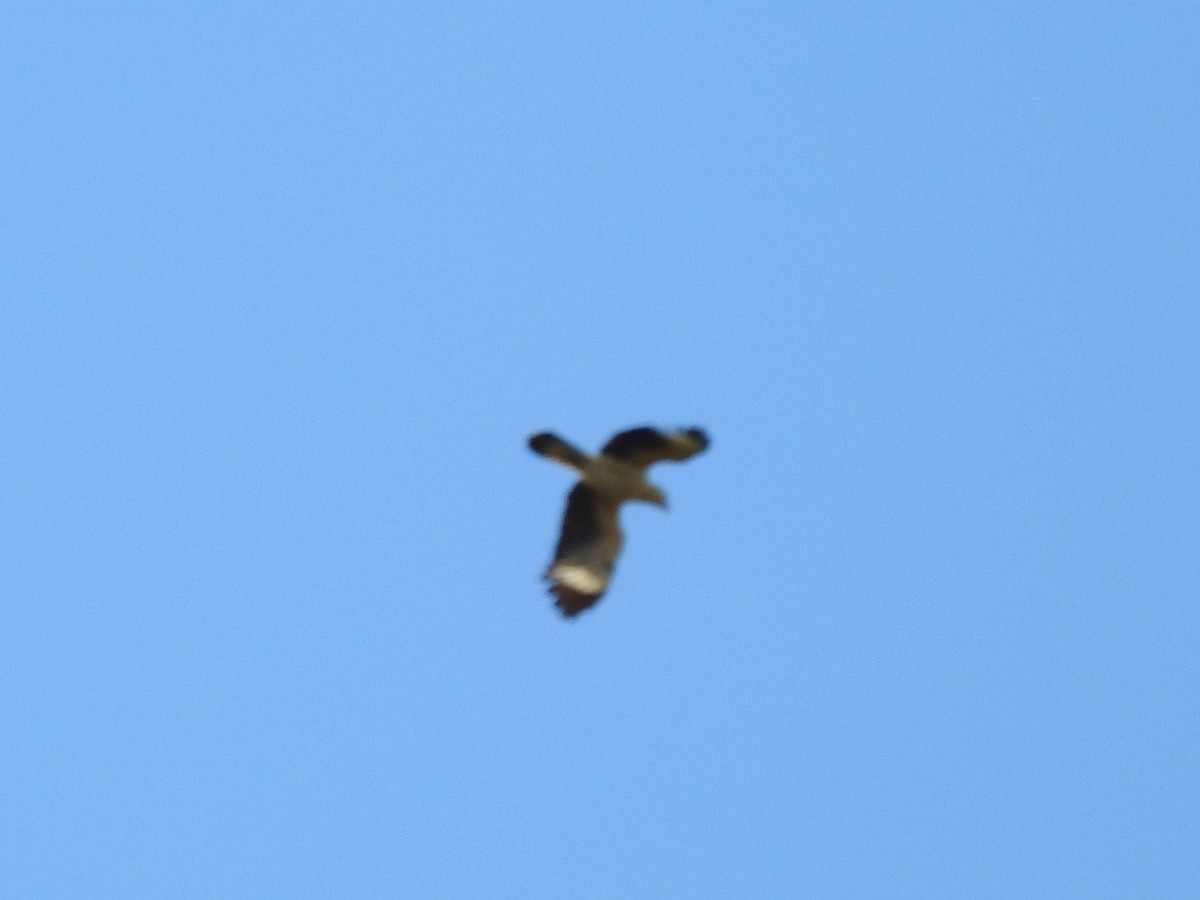 Caracara à tête jaune - ML211088621