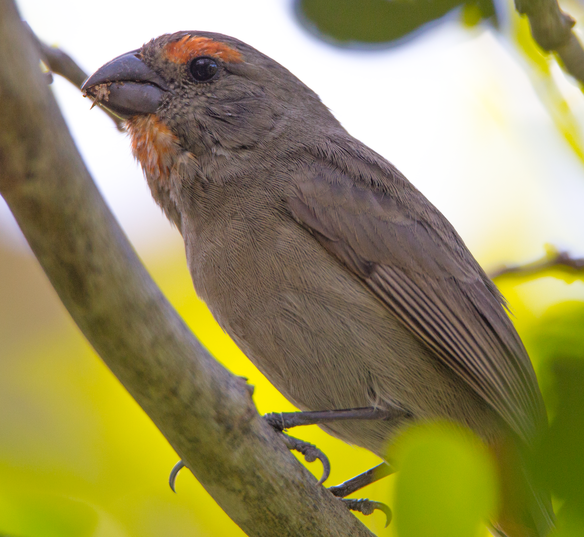 Greater Antillean Bullfinch - ML211088631