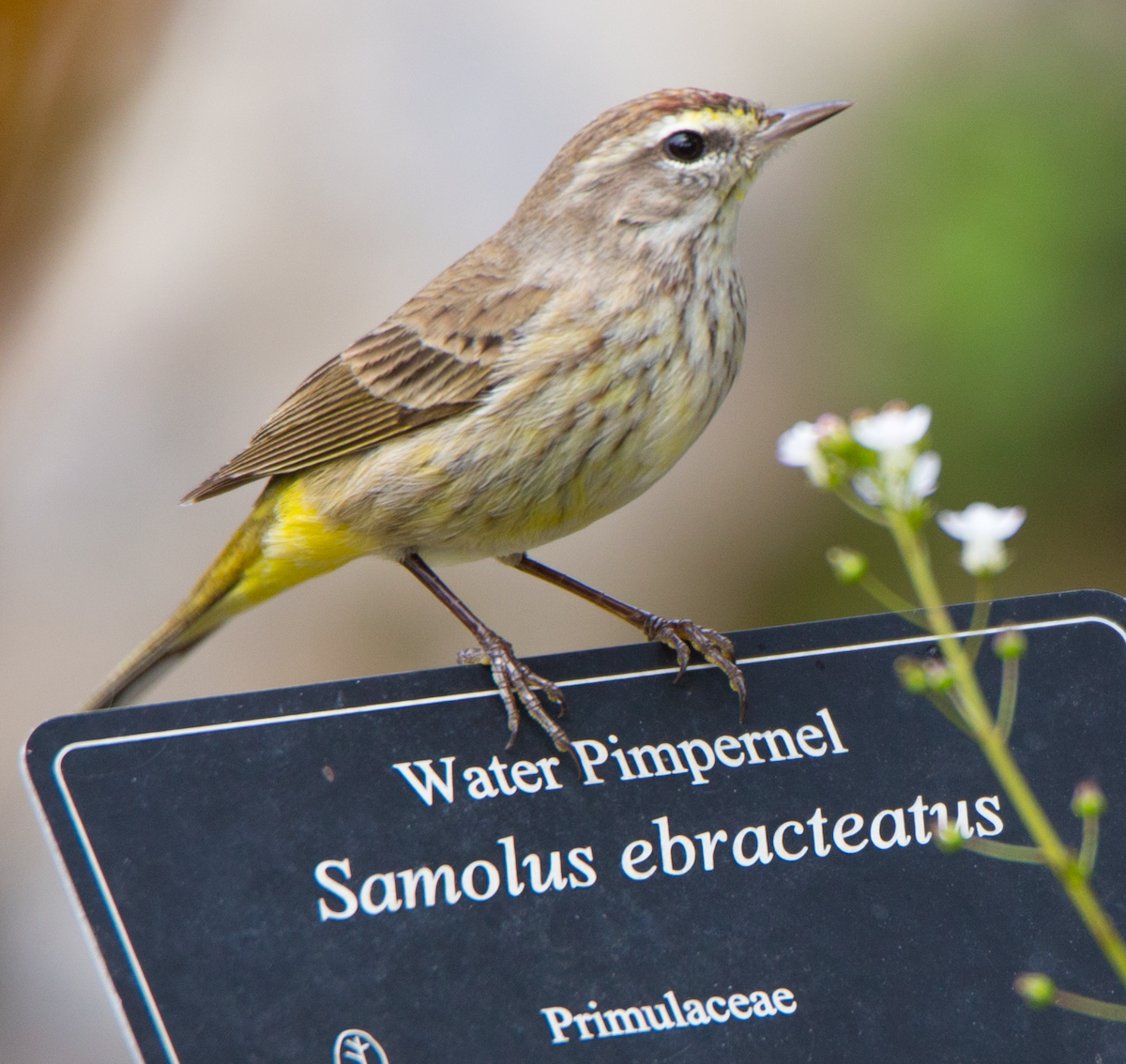 Palm Warbler - ML211088641