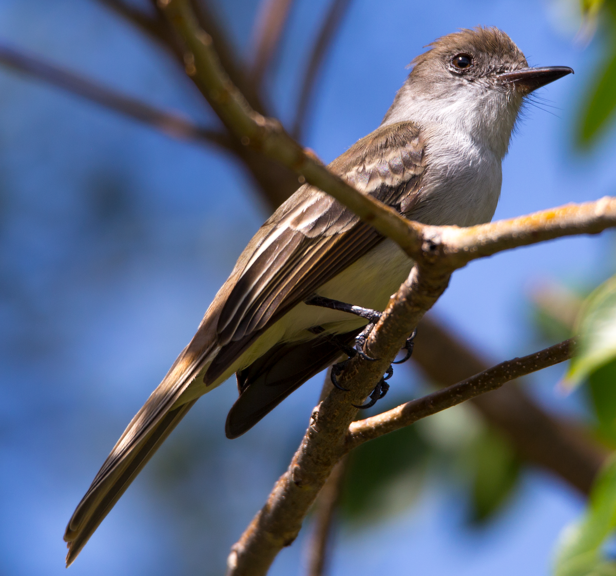 La Sagra's Flycatcher - ML211088671