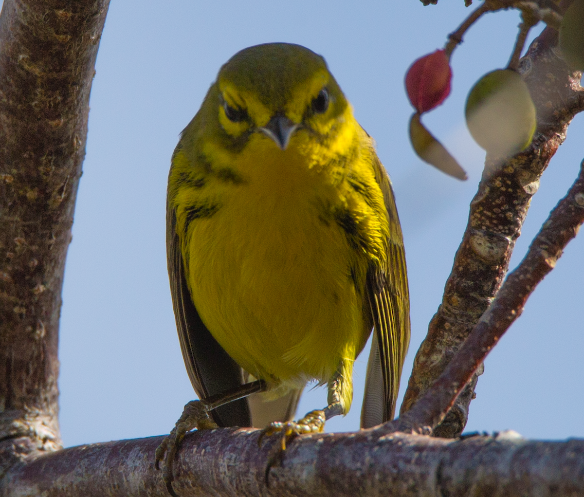 Prairie Warbler - ML211088691