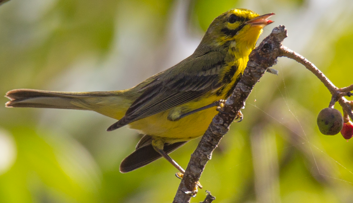 Prairie Warbler - ML211088701